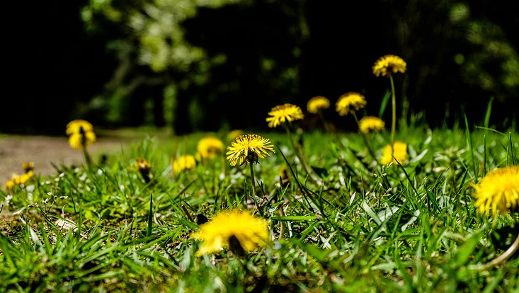 Löwenzahn im Botanischen Garten