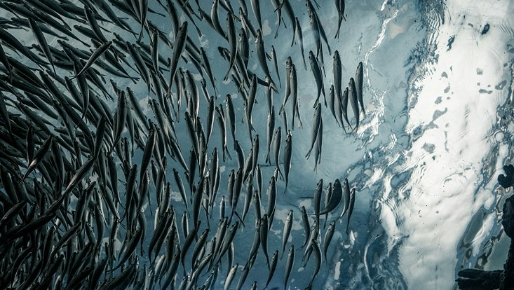 Fischschwarm