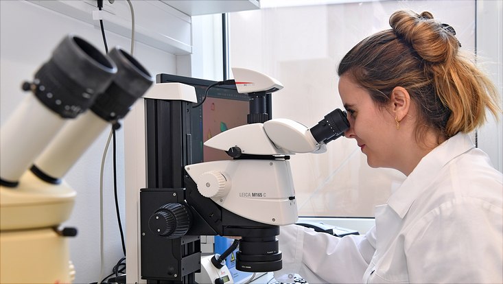 Eine Studierende schaut durch ein Mikroskop.